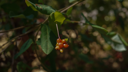 honeysuckle