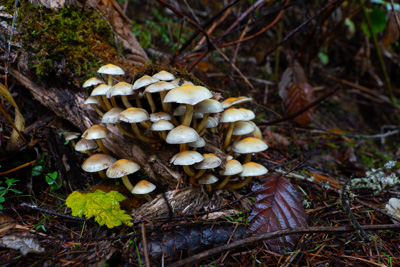 Oregon mushrooms