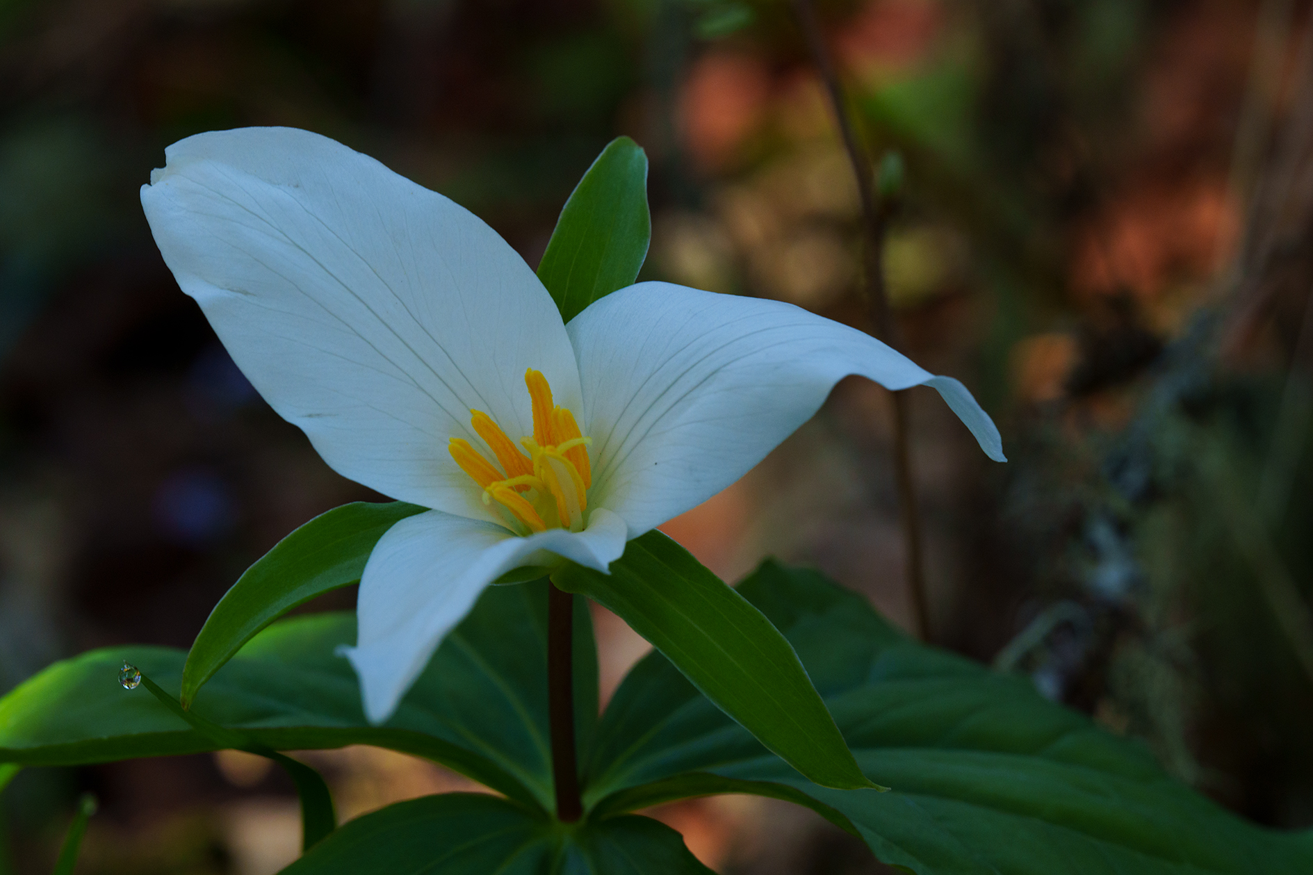 Western trillium flower