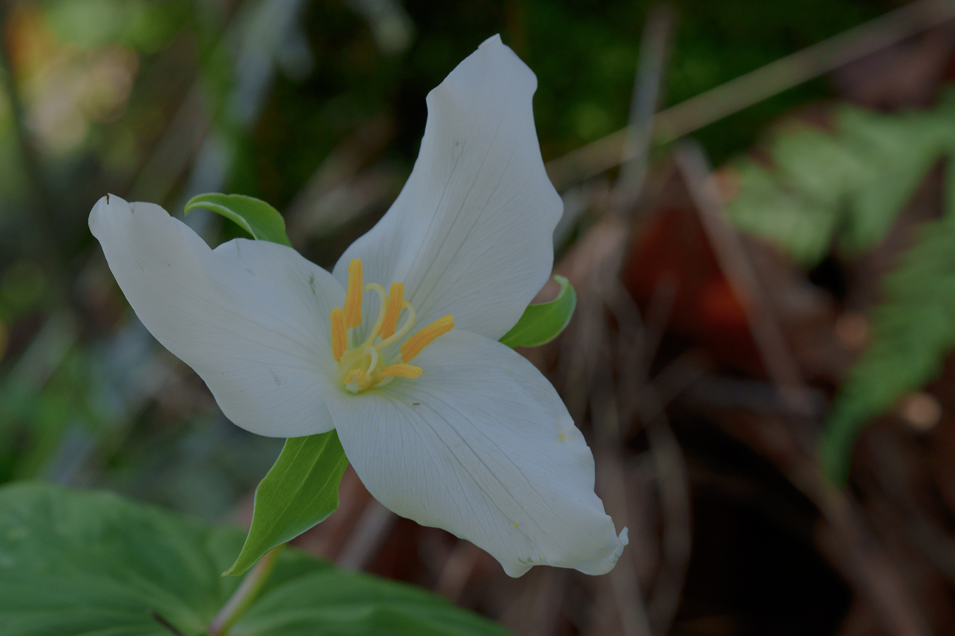 Western trillium flower