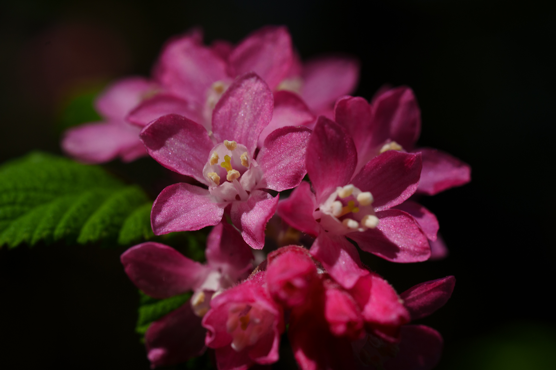 Spring pink flower