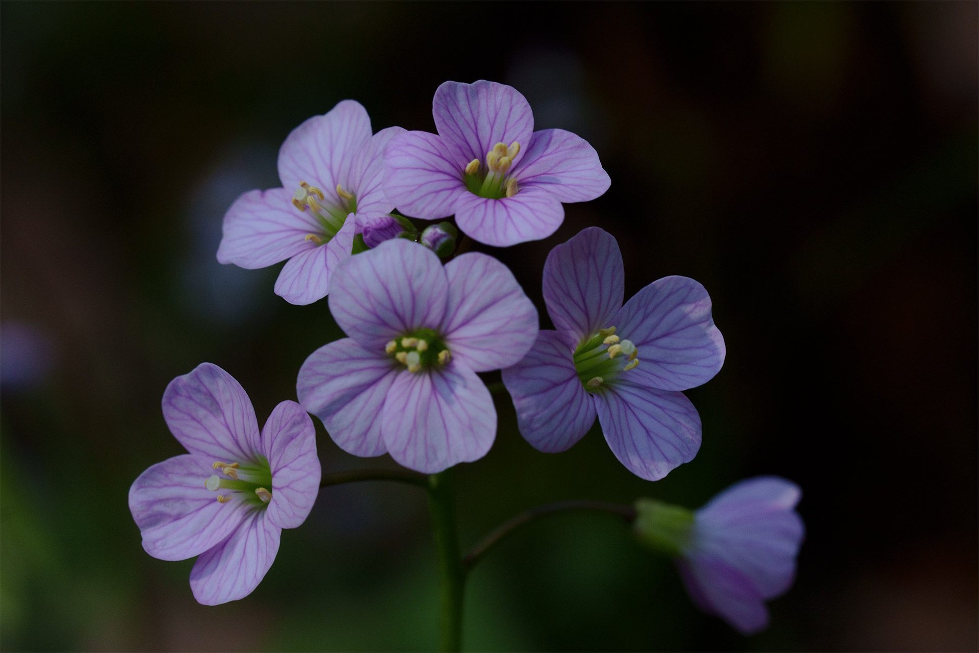Cardamine nuttallii Greene 