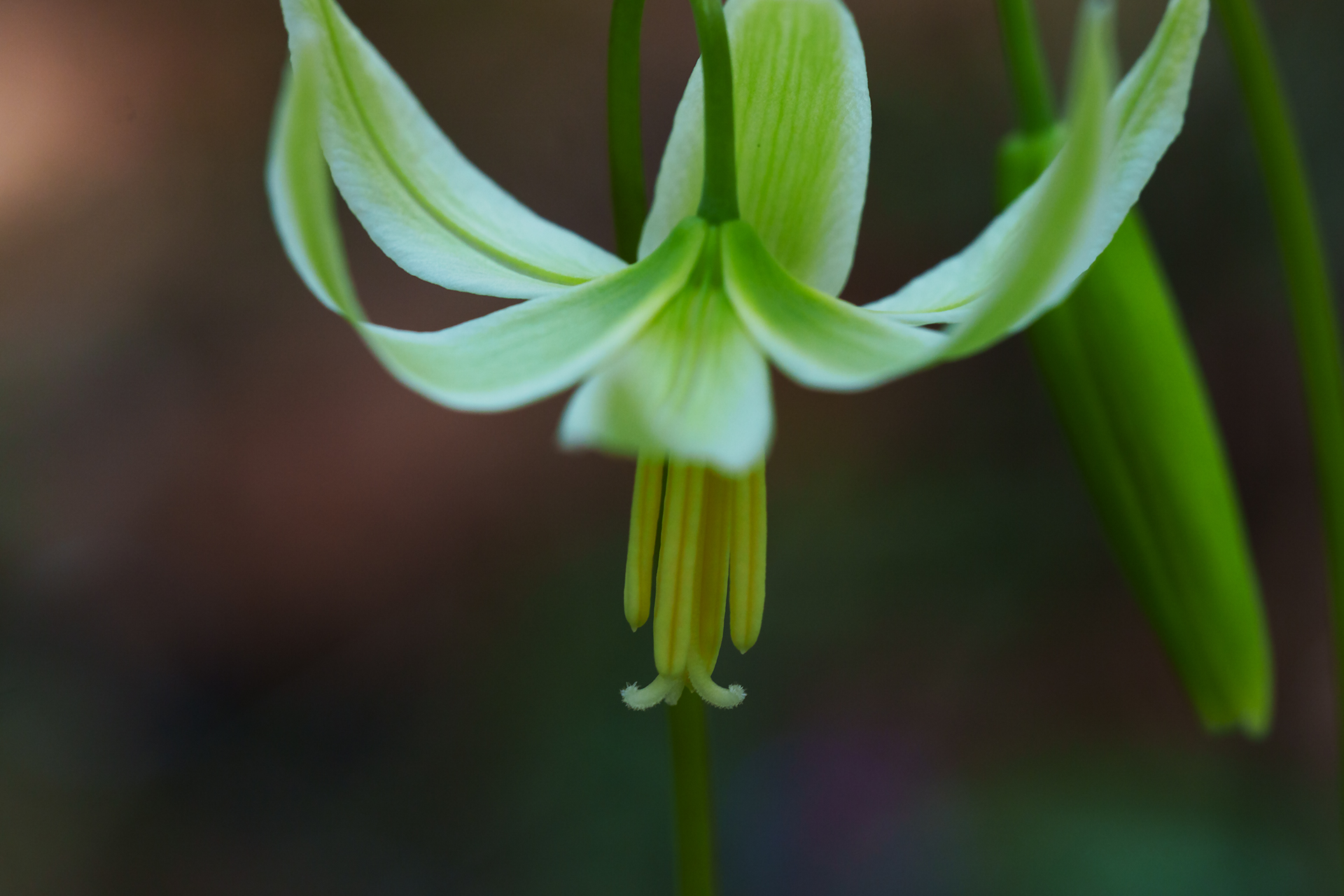 Fawn Lilly
