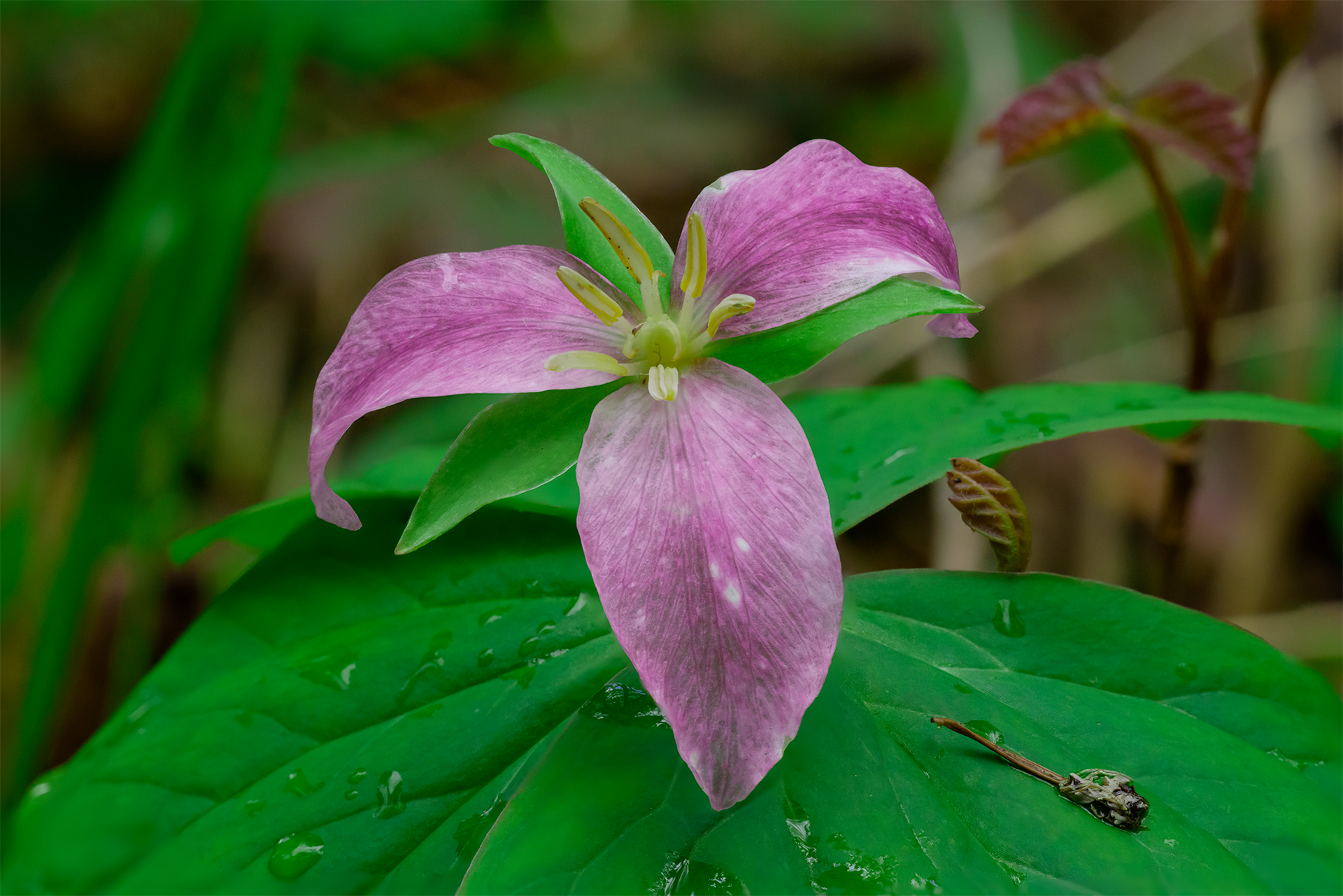 purple trillium