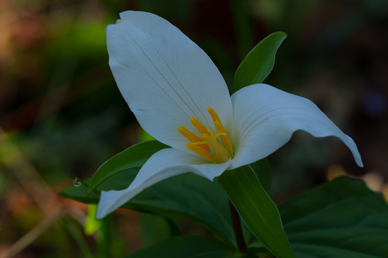 trillium