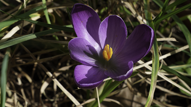 crocus flower